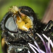 Bumblebee mimic hoverfly